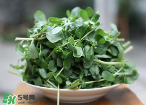 馬齒莧能治白發(fā)嗎？馬齒莧可以治白發(fā)嗎？