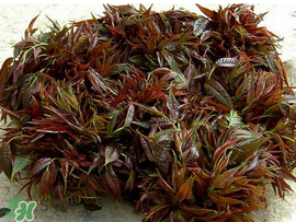 香椿什么味道？香椿吃起來什么味道？