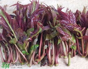 香椿什么味道？香椿吃起來什么味道？