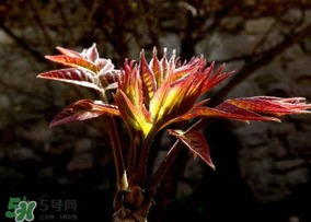 香椿能放冰箱嗎？香椿放冰箱能保存多久？