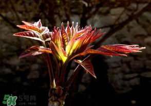 香椿苦能吃嗎？香椿苦怎么做好吃？