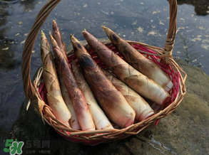 竹筍為什么澀？竹筍如何去澀？