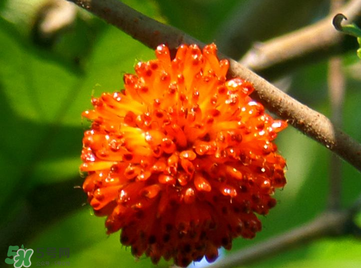 構(gòu)樹果實(shí)能吃嗎？構(gòu)樹果實(shí)孕婦能吃嗎？