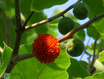 構(gòu)樹果實(shí)能吃嗎？構(gòu)樹果實(shí)孕婦能吃嗎？