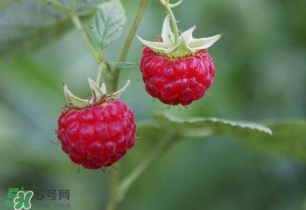 山莓孕婦能吃嗎？山莓孕婦可以吃嗎？