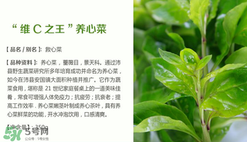 救心菜孕婦能吃嗎？救心菜孕婦可以吃嗎？