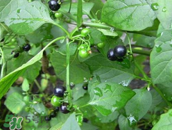 孕婦可以吃龍葵菜嗎？龍葵菜孕婦可以吃嗎？