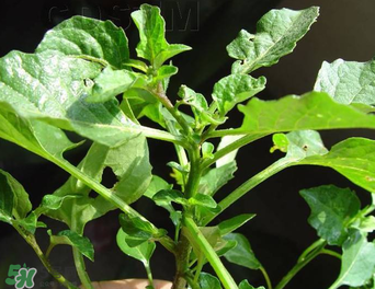 孕婦可以吃龍葵菜嗎？龍葵菜孕婦可以吃嗎？
