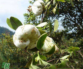 茶耳孕婦能吃嗎？孕婦能吃茶耳嗎？