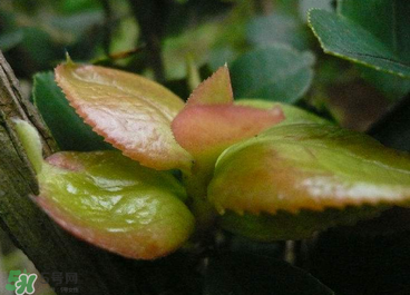 茶耳孕婦能吃嗎？孕婦能吃茶耳嗎？