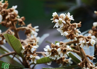 枇杷花孕婦能喝嗎？枇杷花孕婦可以喝嗎？