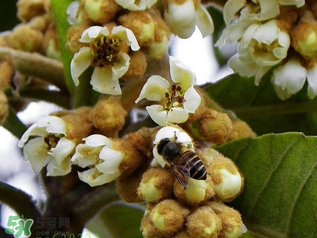 枇杷花孕婦能喝嗎？枇杷花孕婦可以喝嗎？