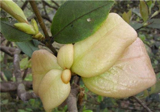 茶耳孕婦能吃嗎？孕婦能吃茶耳嗎？