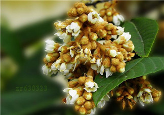 枇杷花孕婦能喝嗎？枇杷花孕婦可以喝嗎？