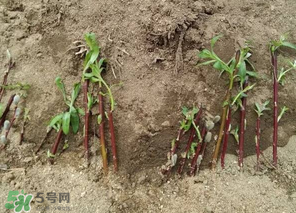 香椿可以扦插嗎？香椿什么時候扦插？