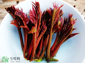 香椿能插活嗎？香椿樹枝能插活嗎？
