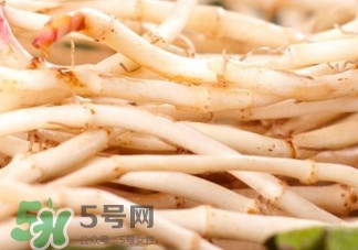魚腥草根有什么作用？魚腥草根的功效與作用