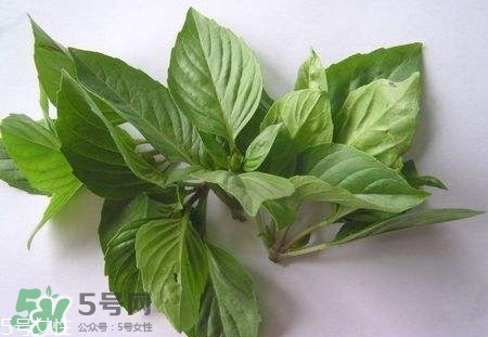 魚香菜的營養(yǎng)價(jià)值_魚香菜的功效與作用及食用方法