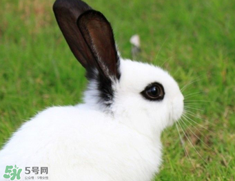 孕婦能吃兔子肉嗎？孕婦可以吃兔子肉嗎？