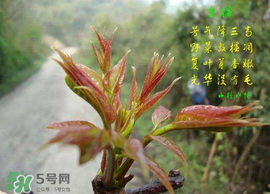 香椿臭嗎？香椿為什么那么臭？