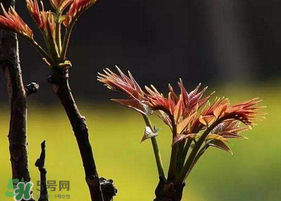 香椿臭嗎？香椿為什么那么臭？