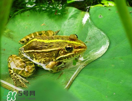 孕婦能吃青蛙嗎？孕婦可以吃青蛙嗎？