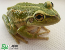 孕婦能吃青蛙嗎？孕婦可以吃青蛙嗎？