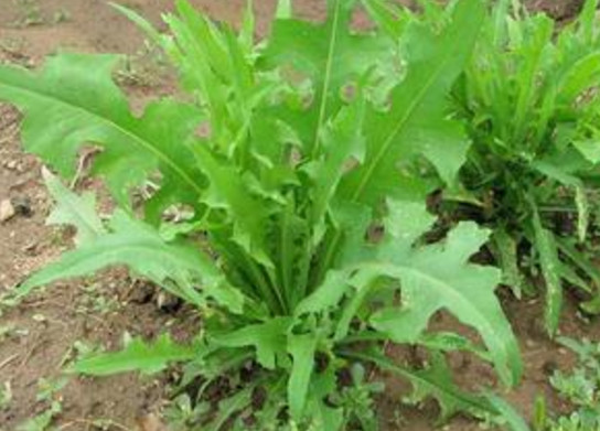 苦苦菜是什么菜？苦苦菜是苦苣嗎