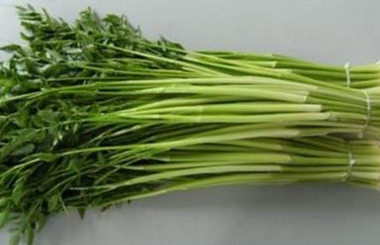 水芹菜是什么菜？水芹菜是野芹菜嗎