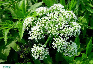 水芹菜和毒芹有哪些區(qū)別？水芹菜和毒芹圖片