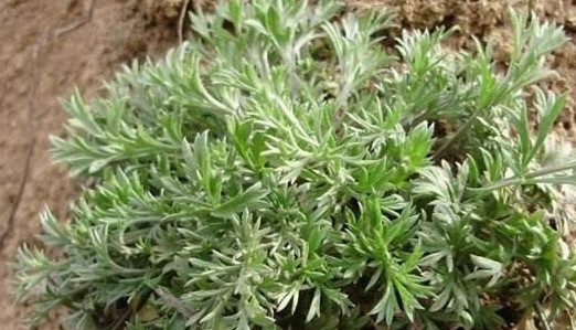 白蒿是茵陳嗎？白蒿與茵陳有什么區(qū)別