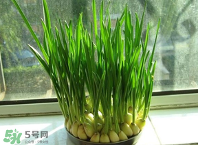 蒜苗發(fā)黃怎么回事？蒜苗發(fā)黃是什么原因？
