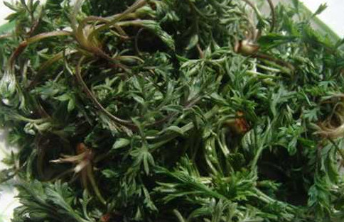 茵陳泡水喝有什么好處？茵陳泡水喝有什么功效與禁忌
