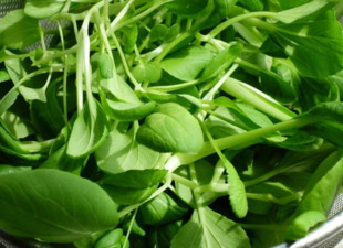 雞毛菜是什么菜？雞毛菜是小白菜嗎