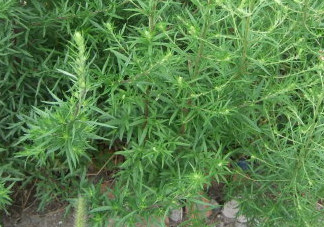 茵陳泡水喝有什么好處？茵陳泡水喝有什么功效與禁忌