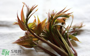 香椿怎么洗？香椿芽怎么洗干凈？