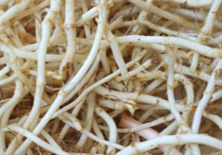 魚(yú)腥草根有什么作用？魚(yú)腥草根的功效與作用