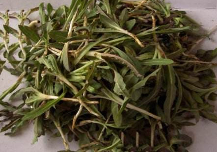 苦苦菜是什么菜？苦苦菜是苦苣嗎