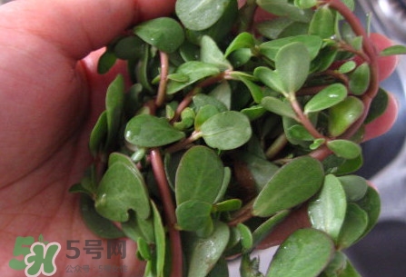 馬莧菜怎么吃？馬莧菜怎么做好吃