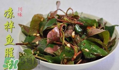 吃魚(yú)腥草可以喝酒嗎？吃魚(yú)腥草能喝酒嗎