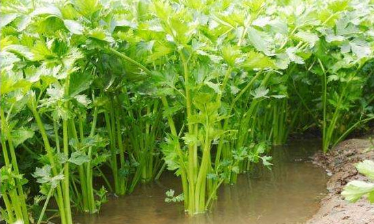 水芹菜有毒嗎？水芹菜有沒有毒
