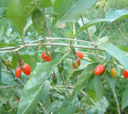 枸杞頭是什么樣子？枸杞頭是什么菜
