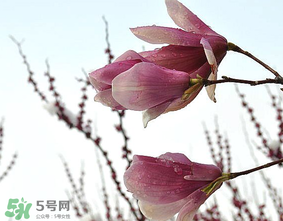 谷雨是什么季節(jié)？谷雨是春天還是夏天？