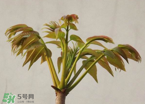 香椿紅的好還是綠的好？香椿紅色好還是綠色好？