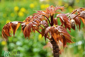 香椿紅的好還是綠的好？香椿紅色好還是綠色好？