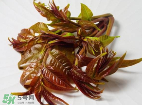 香椿有幾種？香椿哪種好？