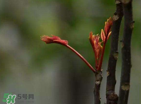 香椿有幾種？香椿哪種好？
