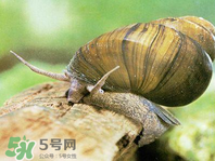 田螺可以凈化水質(zhì)嗎？田螺能凈化水質(zhì)嗎？