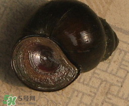 田螺死了能吃嗎？田螺剛死能吃嗎？