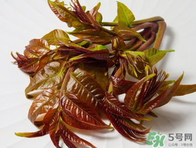 痛風能吃香椿嗎？痛風能吃香椿煎蛋嗎？